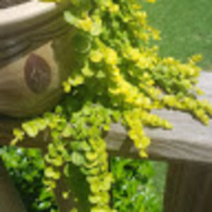 Meet your Posher, Pumpkin pie